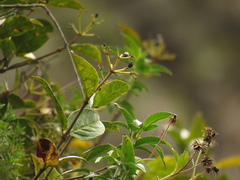 Viburnum tinoides