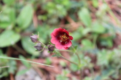 Potentilla haematochrous