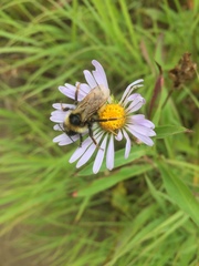 Bombus flavidus flavidus