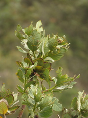 Persea mutisii