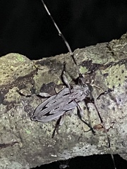 Acanthocinus nodosus