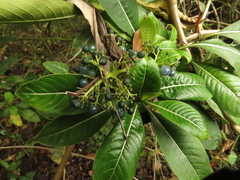 Palicourea sulphurea