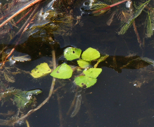 Trapella sinensis, photograph 2