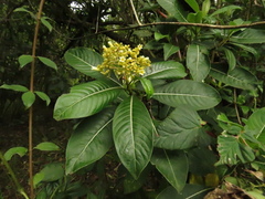 Palicourea sulphurea
