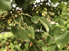 Eriophyes tiliae