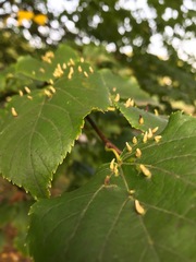 Eriophyes tiliae