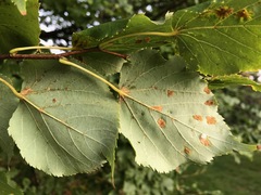 Eriophyes tiliae