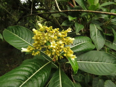 Palicourea sulphurea