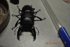 Serrognathus titanus platymelus