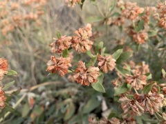 Eriogonum jamesii