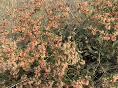 Eriogonum jamesii