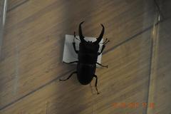 Serrognathus titanus platymelus