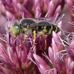 Bembix americana spinolae