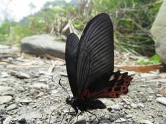 Papilio thaiwanus
