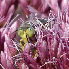 Bembix americana spinolae