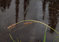 Carex luzulina ablata