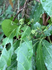 Tarenna pavettoides pavettoides