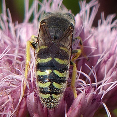 Bembix americana spinolae