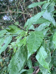 Tarenna pavettoides pavettoides