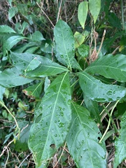 Tarenna pavettoides pavettoides