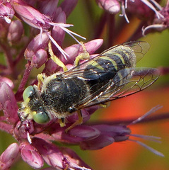 Bembix americana spinolae