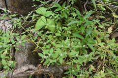 Spermacoce prostrata