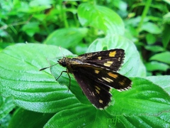 Ampittia dioscorides camertes