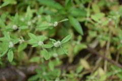 Spermacoce prostrata