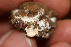 Schenella pityophila