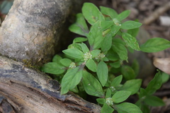 Spermacoce prostrata