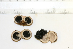 Schenella pityophila