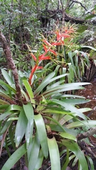 Tillandsia excelsa
