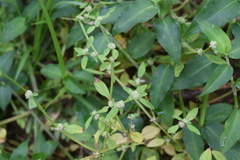 Spermacoce prostrata