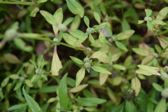 Spermacoce prostrata