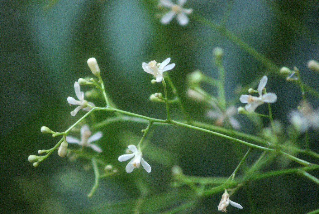Azadirachta