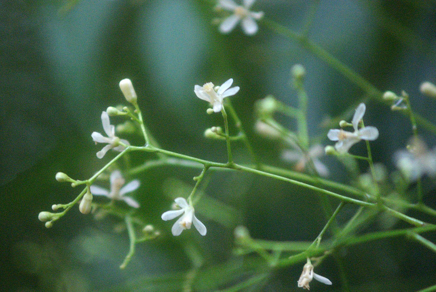 Azadirachta