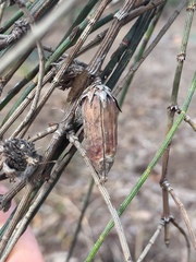 Cylindrococcus casuarinae