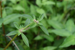 Spermacoce prostrata