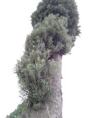 Cupressus lusitanica