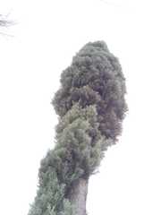 Cupressus lusitanica