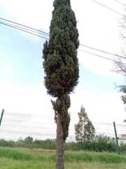Cupressus lusitanica