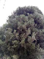 Cupressus lusitanica