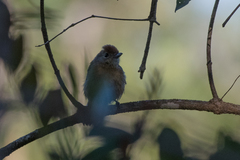 Thamnophilus pelzelni