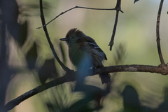 Thamnophilus pelzelni