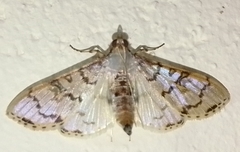 Azochis