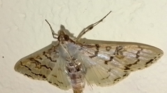Azochis