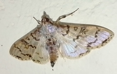 Azochis