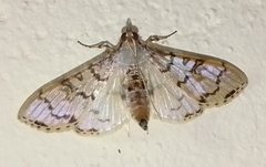 Azochis