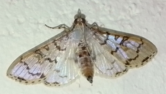 Azochis