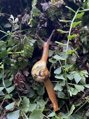 Helicarion mastersi